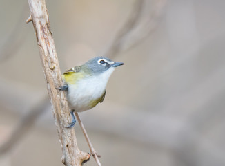 Colorful bird posing on a branch