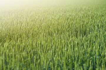 Wheat field on sunny day. Amazing nature in  summer