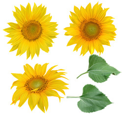 Flower composition. Flowers yellow sunflowers, green leaves. Isolated on white background.