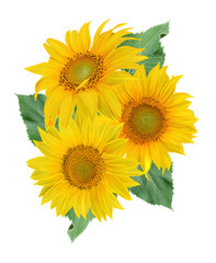 Flower composition. A bouquet of yellow sunflowers, green foliage. Isolated on white background.