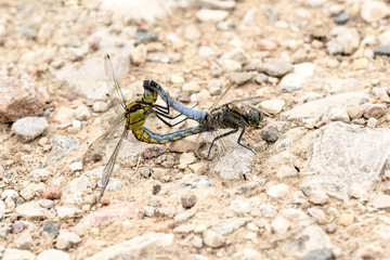 Dragonflies doing mating