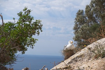 Seagull on a rock