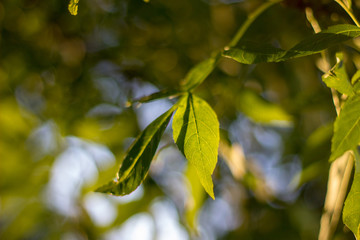 Close up of green leaves in the sunlight