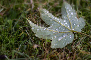 Water drops on a leaf lying in the grass