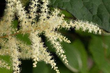 Aruncus Blossoms