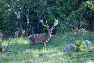 Big and beautiful dear