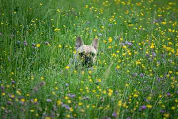 French Bulldog palming hide and find