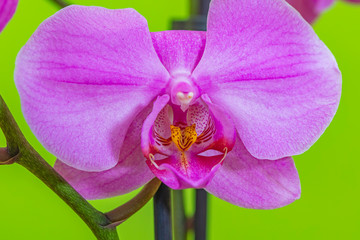 pink orchid flower close up