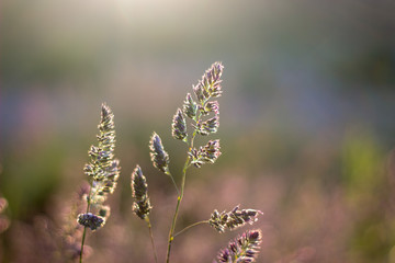 Close up of grass in the evening light