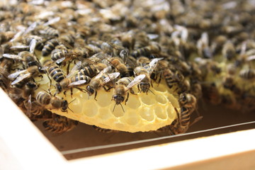 Bienenkasten