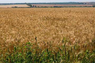 Wheat field before the harvest in the middle of summer