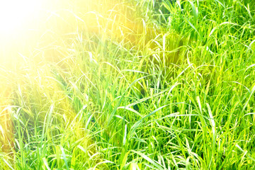 green grass texture with sunny light. Texture for your design.