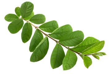 Fototapeta na wymiar branch of guava leaves isolated on white