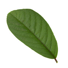 leaf of guava isolated on white background