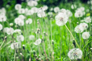 dandelions on the field in summer on a bright Sunny day