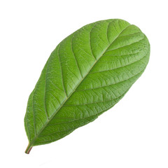 leaf of guava isolated on white background