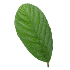 leaf of guava isolated on white background
