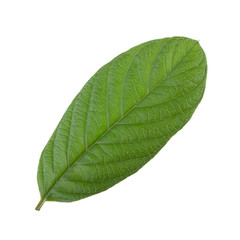 leaf of guava isolated on white background