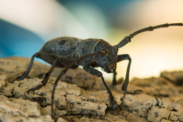 Close up side view of a black spotted pine sawyer beetle (Monochamus Galloprovincialis).