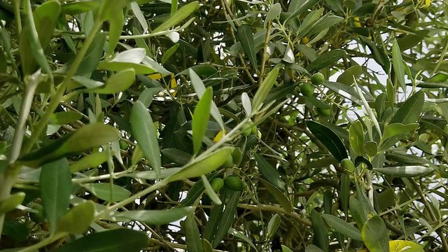 Mediterraner Olivenbaum mit Fr&uuml;chte
