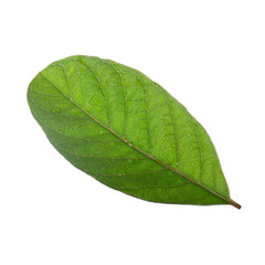 leaf of guava isolated on white background
