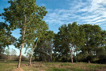 Fototapeta premium arboles en parque río Francolí
