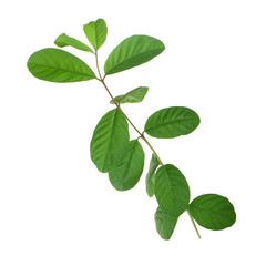 Naklejka na ściany i meble branch of guava leaves isolated on white