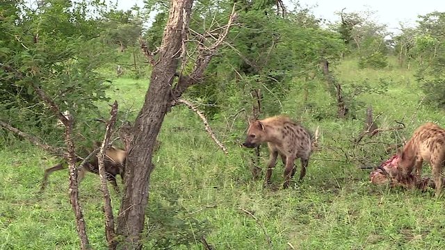 Spotted hyena and African wilddog contesting a carcass. Greater Kruger South Africa. Panoramic plane