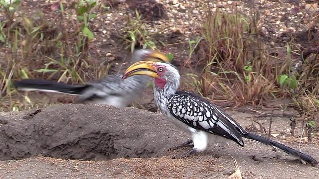 Hornbills and francolin and mopane squirrel feeding on winged termites. Greater Kruger South Africa. Moving camera. Zoom in