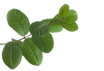 branch of guava leaves isolated on white