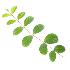 branch of guava leaves isolated on white