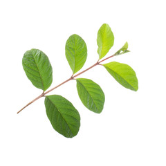 branch of guava leaves isolated on white