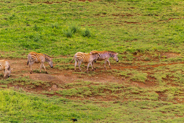 Fototapeta premium herd of zebras grazing on a green meadow