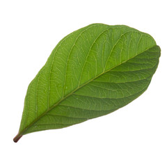 leaf of guava isolated on white background