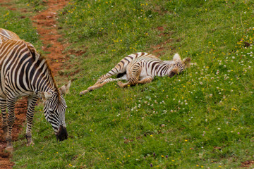 Obraz na płótnie Canvas herd of zebras grazing on a green meadow