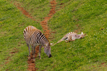 Fototapeta na wymiar herd of zebras grazing on a green meadow