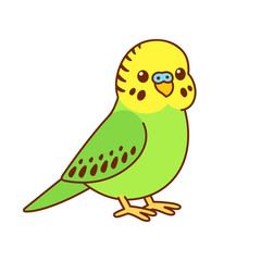 Cute cartoon budgie