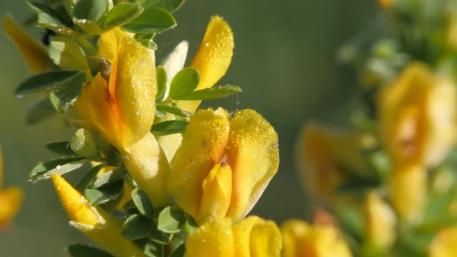 Yellow broom flowers.