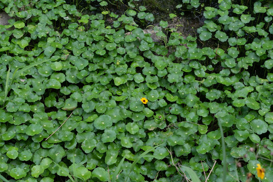 water clovers and flowers in river