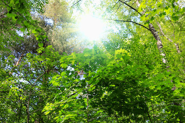 Fototapeta premium Trees and sunlight in the summer forest