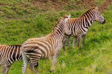 Fototapeta na wymiar herd of zebras grazing on a green meadow