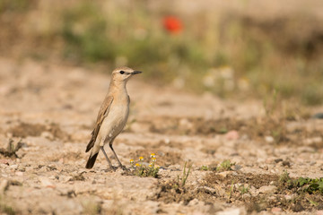 Stunning bird photo. Isabelline wheatear / Oenanthe isabellina