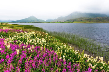 Border of Farstadvatnet lake in Vestvagoy island of Lofoten archipelago covered with flowers.  Nordland, Northern Norway.