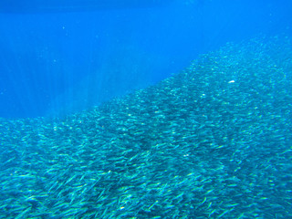 Huge fish school in blue ocean water. Tropical sea fish underwater photo. Undersea landscape with sardine fish shoal