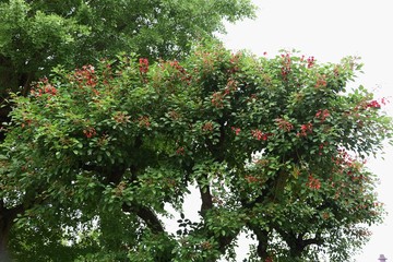 Cockspur coral tree (Erythrina crista-galli)