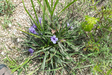 Flower growing on trail