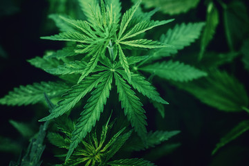 Bush marijuana cannabis on blurred background at sunset. Concept herb on farm