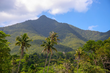 Fototapeta na wymiar Tropical landscape with greenery and mountains in sunny day. Tropical nature with distant peak and coco palm tree.
