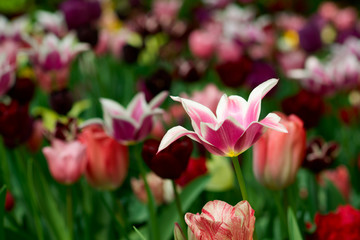 Pink tulip on flower bed