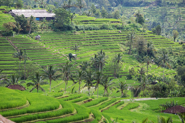 Beautiful Rice Terraces, Bali, Indonesia